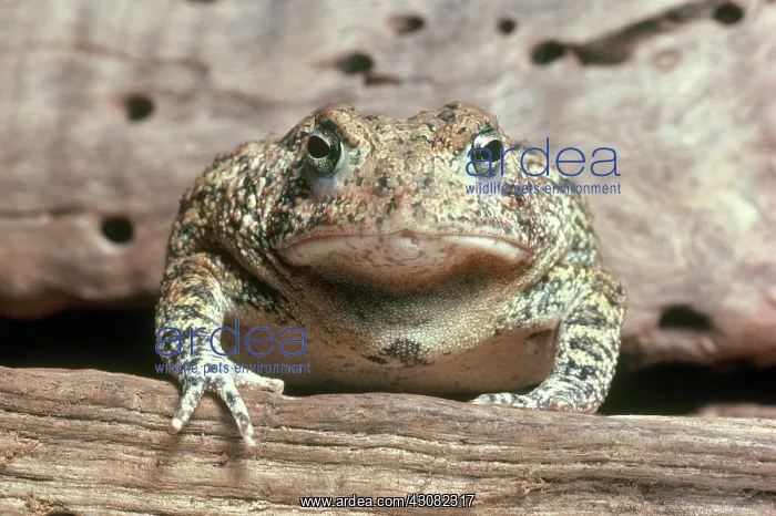 : Houston Toad : Houston Toad