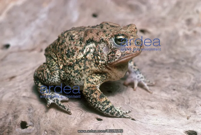 : Houston Toad : Houston Toad