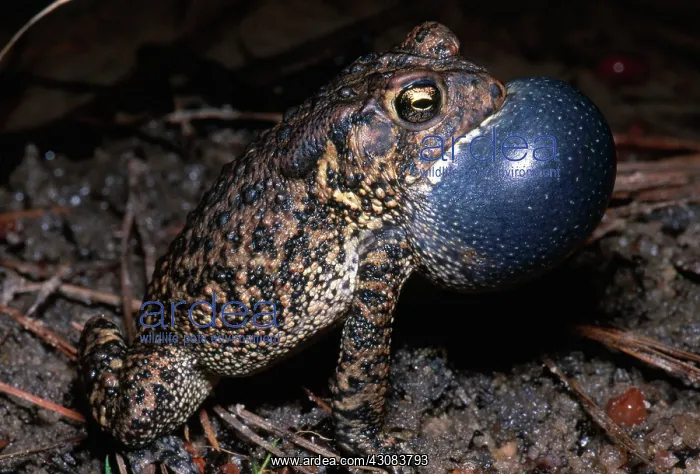 : Houston Toad : Houston Toad