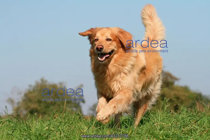 : Hovawart (Canis lupus f. familiaris), running across : Hovawart (Canis lupus f. familiaris), running across