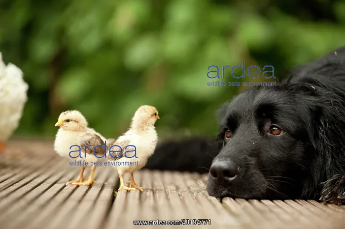 : Hovawart and chicks, animal friendship : Hovawart and chicks, animal friendship