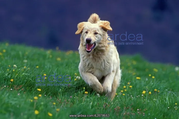  : Hovawart Dog - Running in meadow