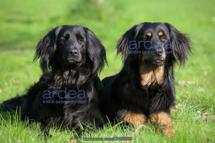 : Hovawart dogs : Hovawart dogs