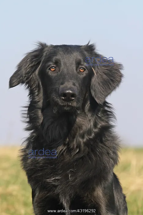 : Hovawart, male, 8 months, portrait Hovawart, R&, x2496c838; : Hovawart, male, 8 months, portrait Hovawart, R&, x2496c838;