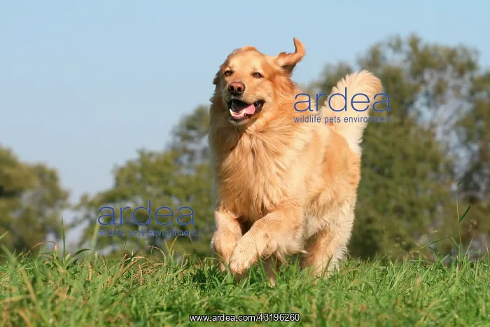 : Hovawart running across a meadow Hovawart, Canis : Hovawart running across a meadow Hovawart, Canis