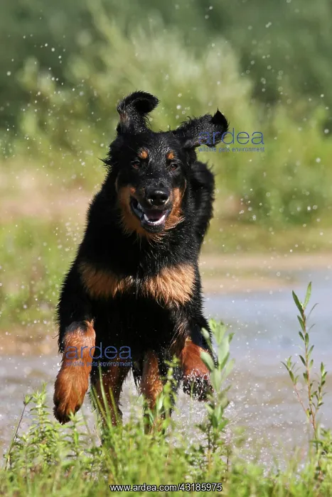 : Hovawart running along the shore Hovawart laeuft : Hovawart running along the shore Hovawart laeuft