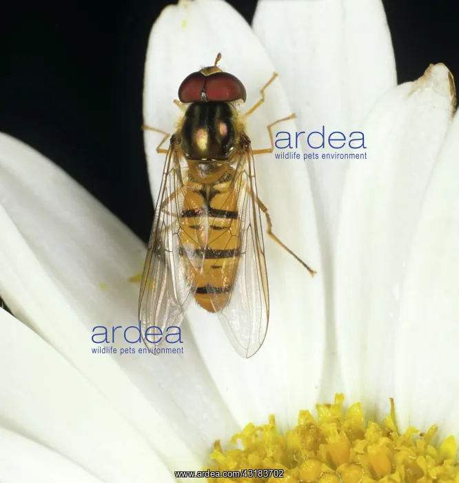 : Hover-Fly. Hover-fly (Episyrphus balteatus) adult on a composite flower : Hover-Fly. Hover-fly (Episyrphus balteatus) adult on a composite flower