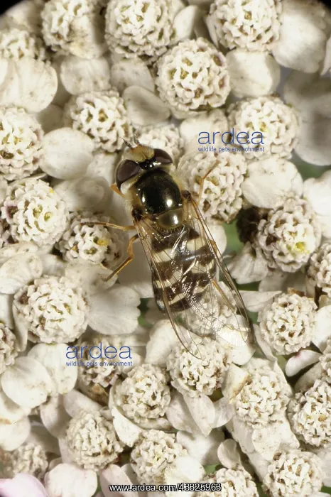 : Hover-fly. A hover-fly (Scaeva pyrastri) adult on a yarrow flower : Hover-fly. A hover-fly (Scaeva pyrastri) adult on a yarrow flower