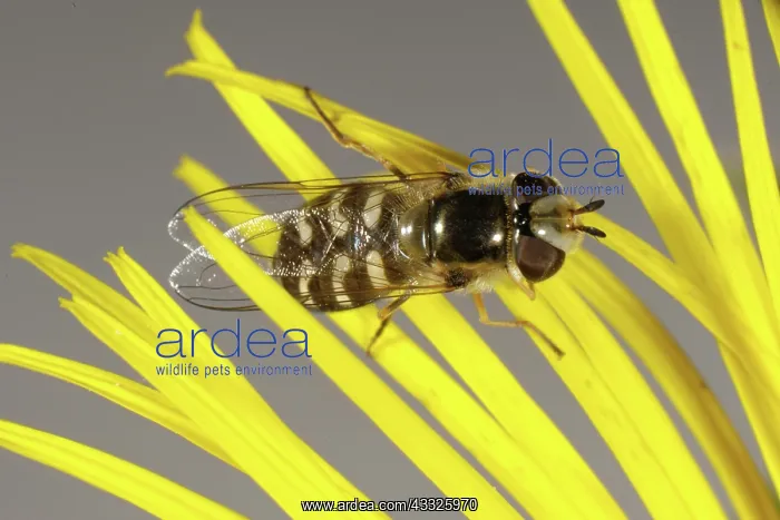 : Hover-fly. A hover-fly (Scaeva pyrastri) adult on a yellow composite flower : Hover-fly. A hover-fly (Scaeva pyrastri) adult on a yellow composite flower