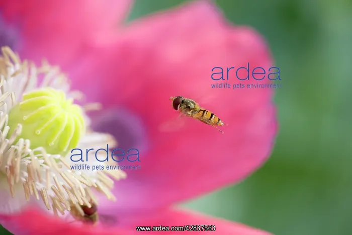 : Hover Fly - approaching opium poppy : Hover Fly - approaching opium poppy