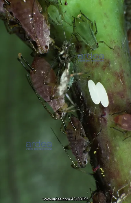 : Hover-fly (Episyrphus balteatus ) eggs : Hover-fly (Episyrphus balteatus ) eggs