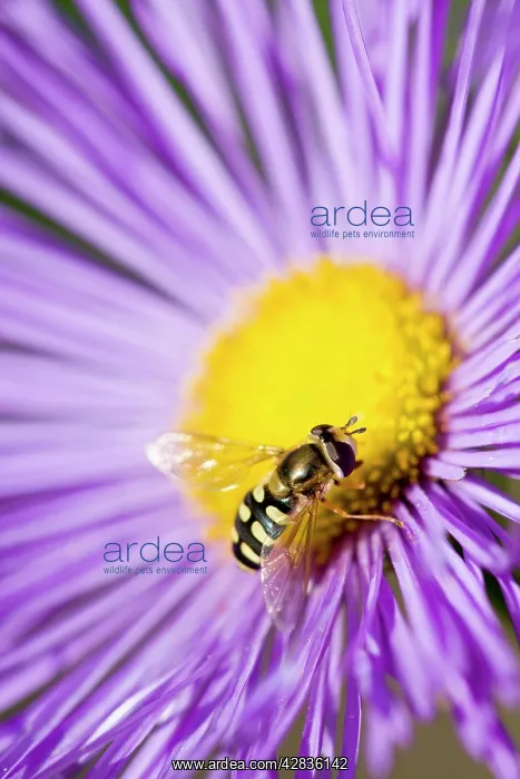 : Hover fly - feeding on Erigeron flower : Hover fly - feeding on Erigeron flower