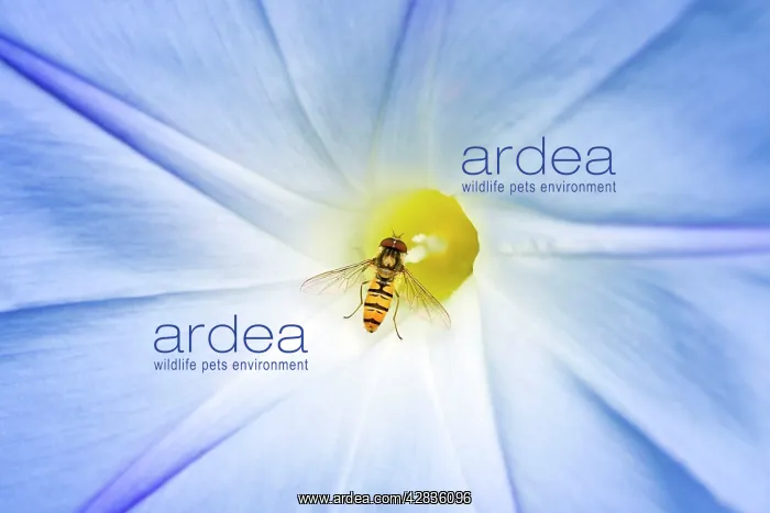  : Hover Fly - feeding on Morning Glory flower