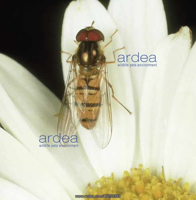 : Hover-fly on flower : Hover-fly on flower