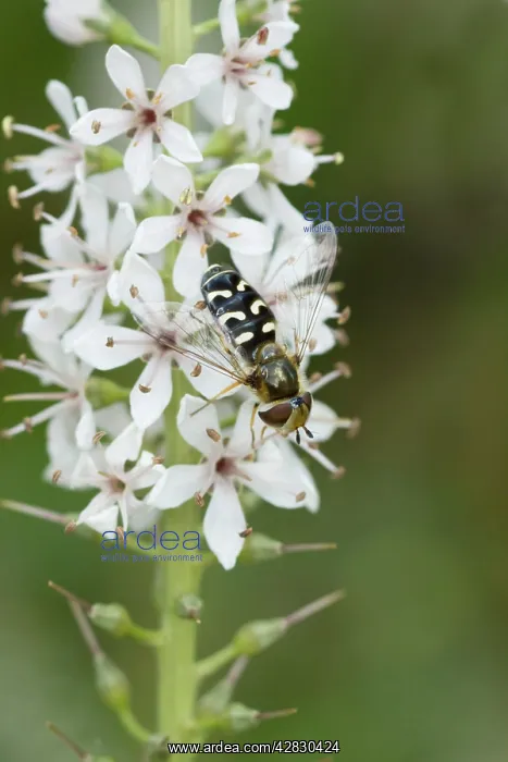: Hover Fly - on flower - Garden : Hover Fly - on flower - Garden