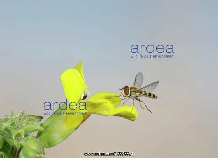 : Hover fly - landing on mimulus : Hover fly - landing on mimulus