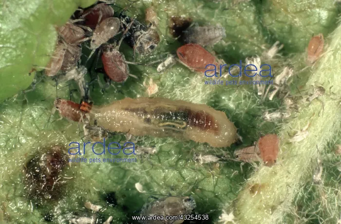 : Hover-fly larva eats apple Aphid : Hover-fly larva eats apple Aphid