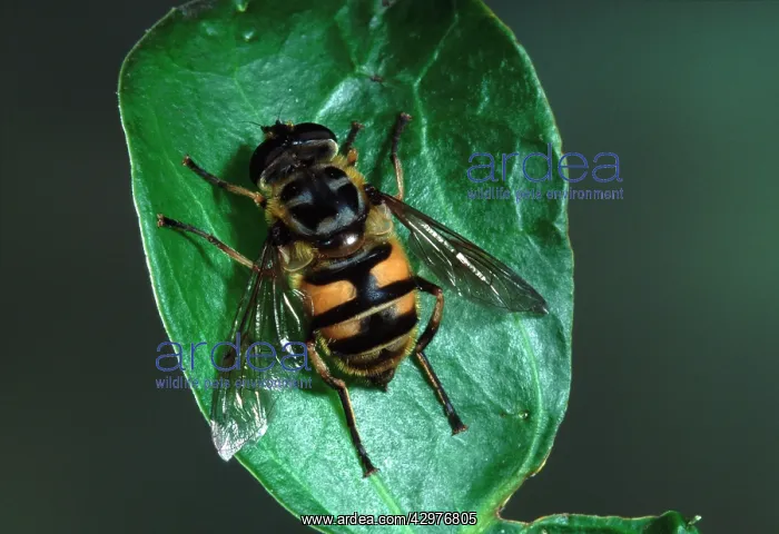 : Hover-fly - on a leaf : Hover-fly - on a leaf