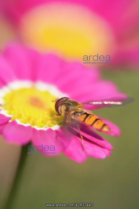  : Hover Fly - on marguerite daisy