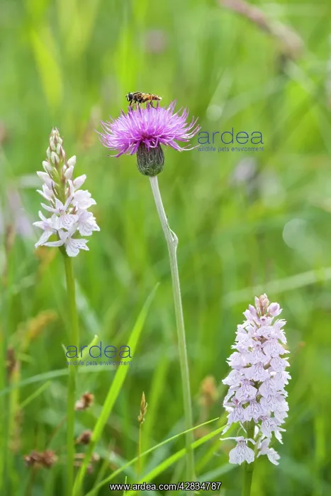 : Hover Fly on Meadow Thistle with Heath Spotted : Hover Fly on Meadow Thistle with Heath Spotted