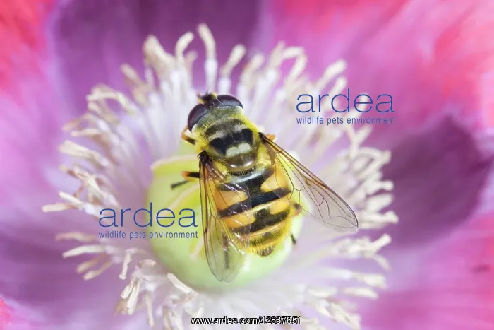 : Hover Fly - on opium poppy : Hover Fly - on opium poppy