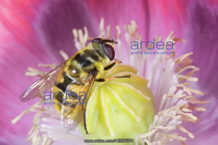 : Hover Fly - on opium poppy : Hover Fly - on opium poppy