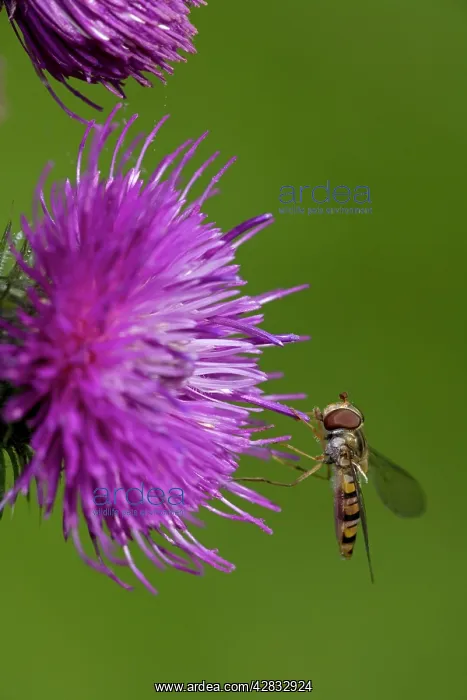 : Hover-fly - Sipping nectar on thistle blossom : Hover-fly - Sipping nectar on thistle blossom