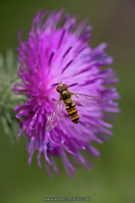 : Hover-fly - Sipping nectar on thistle blossom : Hover-fly - Sipping nectar on thistle blossom