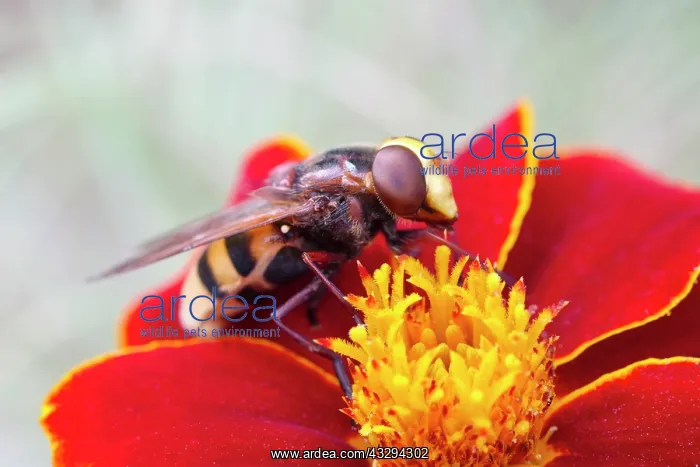 : Hover Fly - on tagetes flower : Hover Fly - on tagetes flower