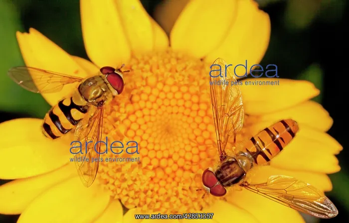 : Hoverflies (and Episyrphus balteatus) on Corn Marigold : Hoverflies (and Episyrphus balteatus) on Corn Marigold