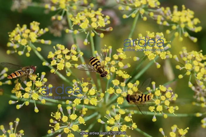 : Hoverflies- on Fennel flower : Hoverflies- on Fennel flower