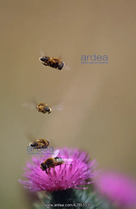 : HOVERFLIES - hovering in column over thistles : HOVERFLIES - hovering in column over thistles