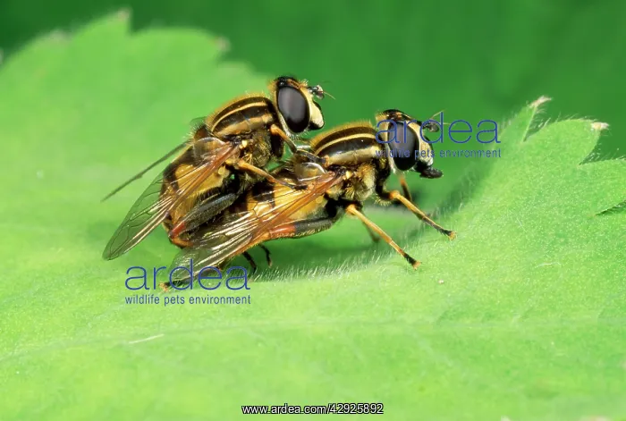 : Hoverflies - mating : Hoverflies - mating