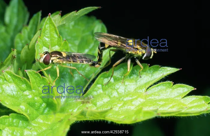  : HOVERFLIES - pair mating
