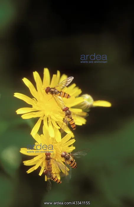 : Hoverflies - on yellow flowers : Hoverflies - on yellow flowers