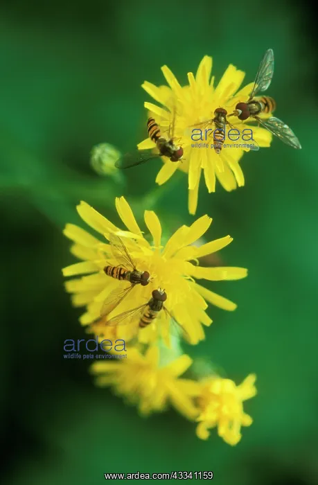 : Hoverflies - on yellow flowers : Hoverflies - on yellow flowers