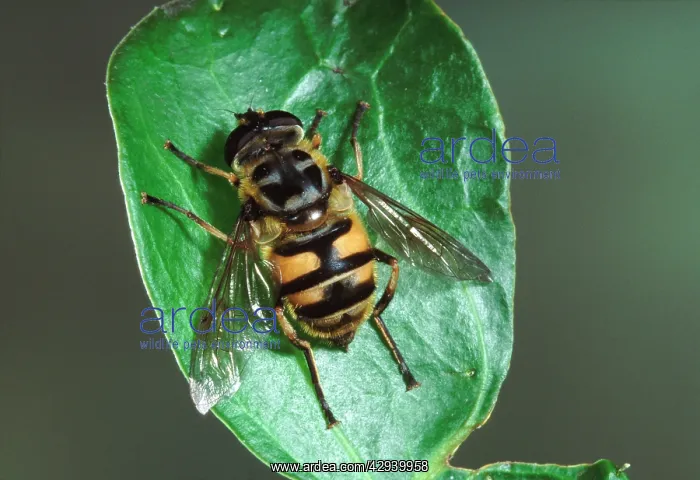  : Hoverfly (Myathropa florea). Europe