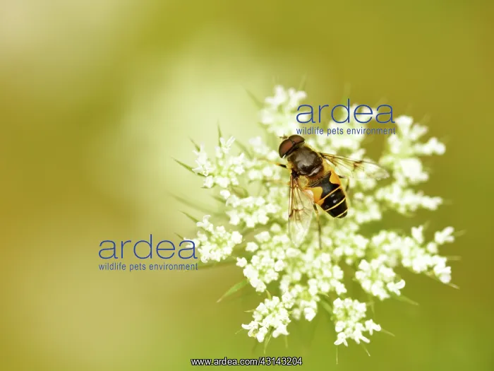 : Hoverfly (Eristalis horticola) feeding on Wild Carrot (Daucus carota) : Hoverfly (Eristalis horticola) feeding on Wild Carrot (Daucus carota)