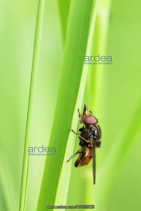 : Hoverfly (Rhingia campestris) resting on blade of grass, The Netherlands, Groningen : Hoverfly (Rhingia campestris) resting on blade of grass, The Netherlands, Groningen
