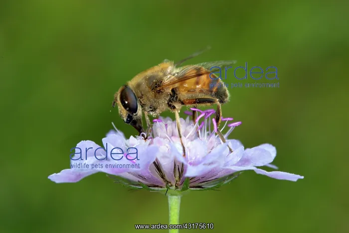  : Hoverfly (Syrphidae) on a flower, Ardennes, Belgium, Belgium