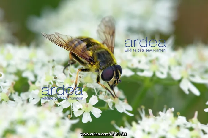 : Hoverfly (Syrphidae) on a flower, Ardennes, Belgium, Belgium : Hoverfly (Syrphidae) on a flower, Ardennes, Belgium, Belgium