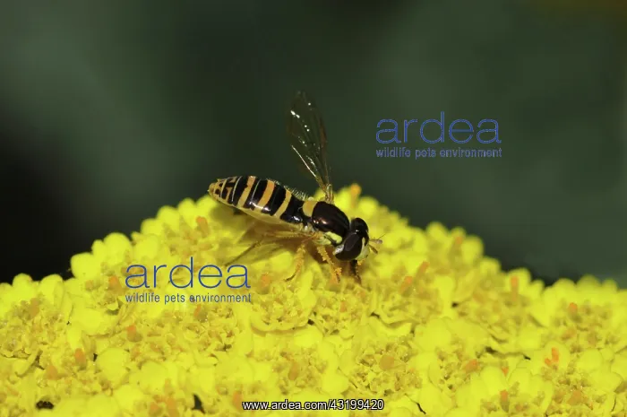 : Hoverfly (Sphaerophoria sp.), female, on a yarrow flower. Southwest Oregon, USA : Hoverfly (Sphaerophoria sp.), female, on a yarrow flower. Southwest Oregon, USA