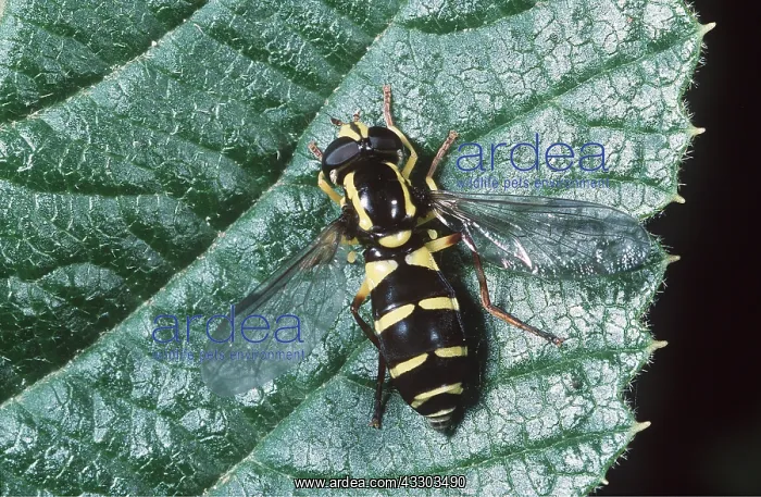 : HOVERFLY : HOVERFLY