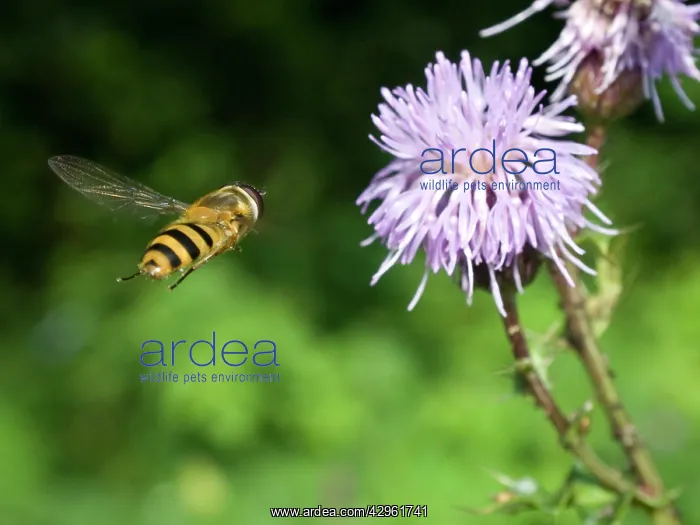 : Hoverfly - approaching flower : Hoverfly - approaching flower