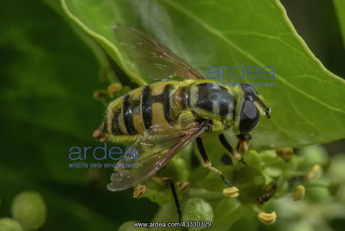: A hoverfly, Batman Hoverfly, Myathropa florea, f : A hoverfly, Batman Hoverfly, Myathropa florea, f