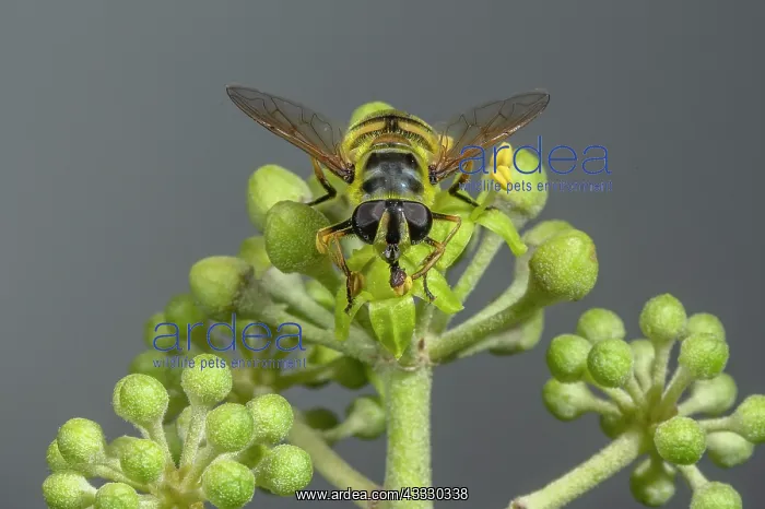 : A hoverfly, Batman Hoverfly, Myathropa florea, f : A hoverfly, Batman Hoverfly, Myathropa florea, f