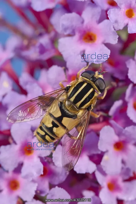  : Hoverfly on buddleia flowers, Norfolk UK