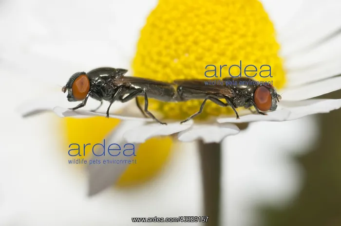  : Hoverfly (Chrysogaster solstitialis) on Chamomile