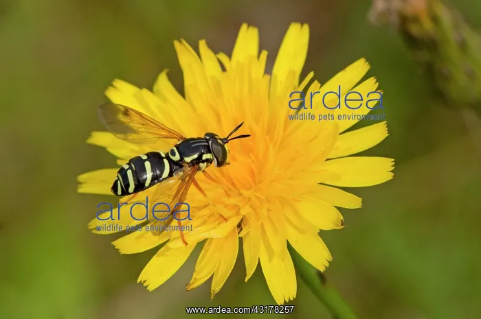: Hoverfly (Chrysotoxum festivum) in flower. Melby : Hoverfly (Chrysotoxum festivum) in flower. Melby