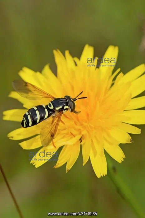 : Hoverfly (Chrysotoxum festivum) in flower. Melby : Hoverfly (Chrysotoxum festivum) in flower. Melby